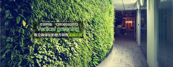 上海Adsame办公室墙面垂直立体绿化