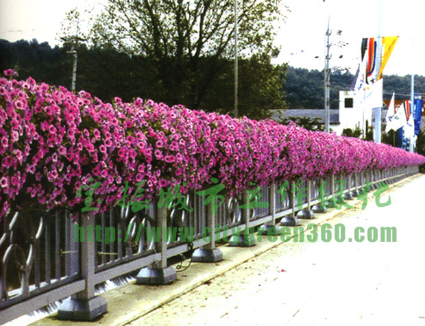 垂直绿化设计中植物的选择原则